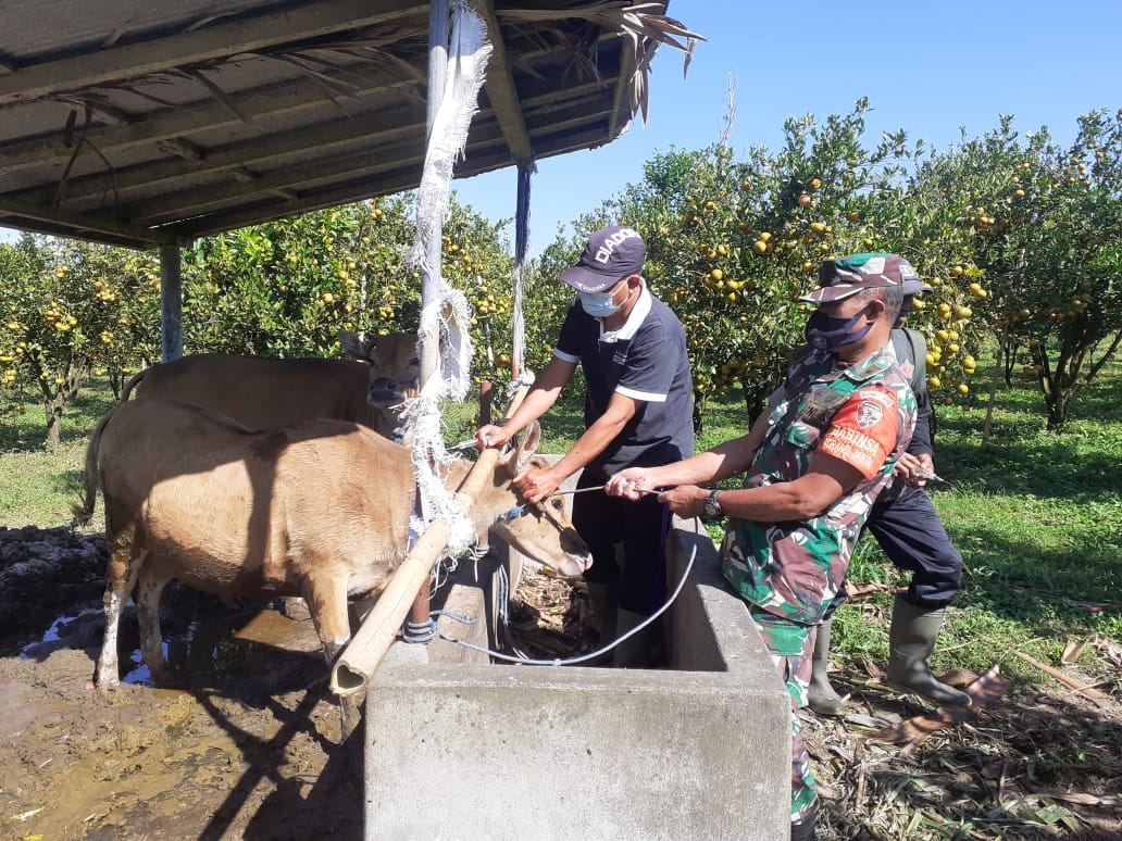 Giat Vaksin Sapi 